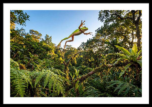 Vibrant Leap Of The Red Eyed Tree Frog