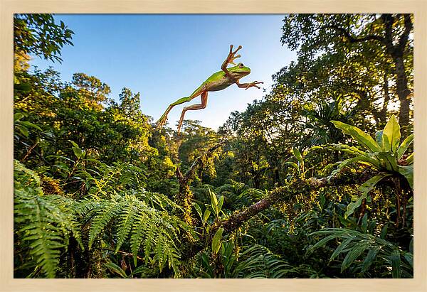 Vibrant Leap Of The Red Eyed Tree Frog
