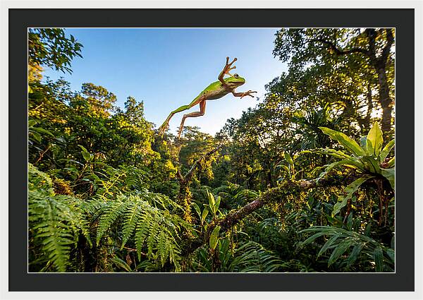 Vibrant Leap Of The Red Eyed Tree Frog