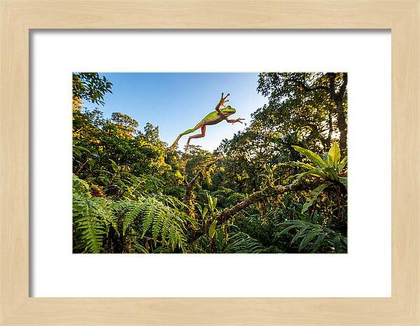 Vibrant Leap Of The Red Eyed Tree Frog