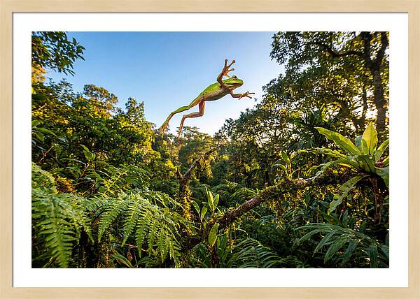 Vibrant Leap Of The Red Eyed Tree Frog
