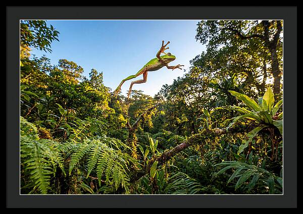 Vibrant Leap Of The Red Eyed Tree Frog