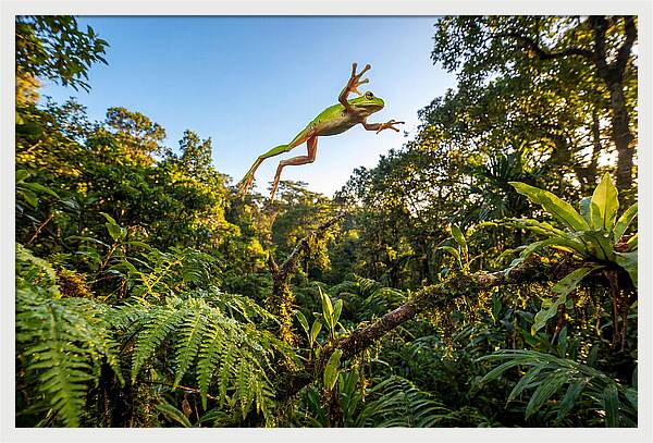 Vibrant Leap Of The Red Eyed Tree Frog
