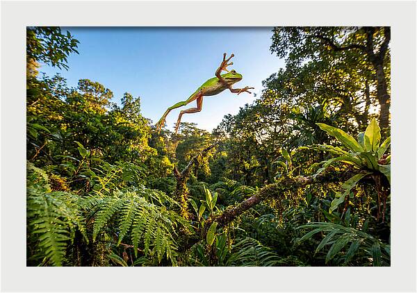 Vibrant Leap Of The Red Eyed Tree Frog
