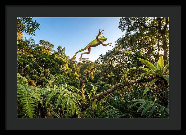 Vibrant Leap Of The Red Eyed Tree Frog
