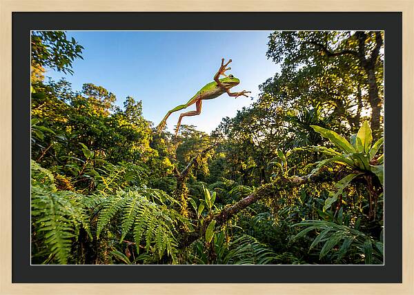 Vibrant Leap Of The Red Eyed Tree Frog