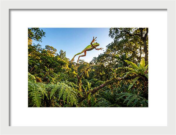 Vibrant Leap Of The Red Eyed Tree Frog