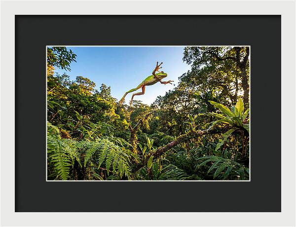 Vibrant Leap Of The Red Eyed Tree Frog