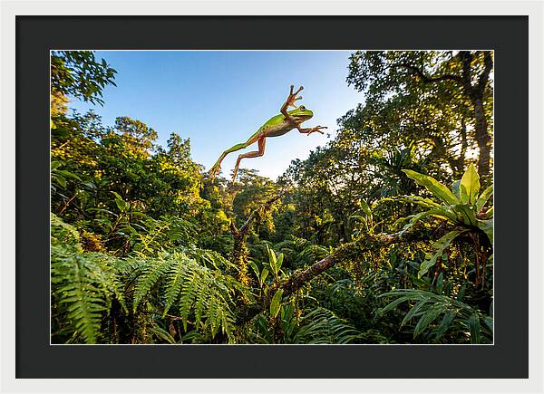 Vibrant Leap Of The Red Eyed Tree Frog