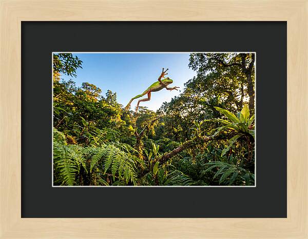 Vibrant Leap Of The Red Eyed Tree Frog