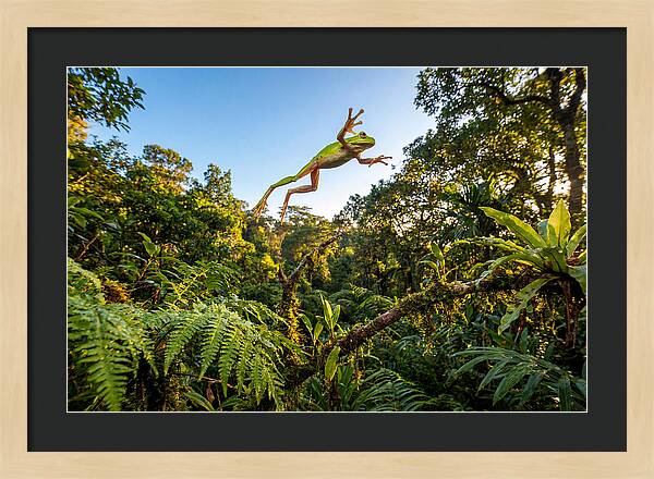 Vibrant Leap Of The Red Eyed Tree Frog