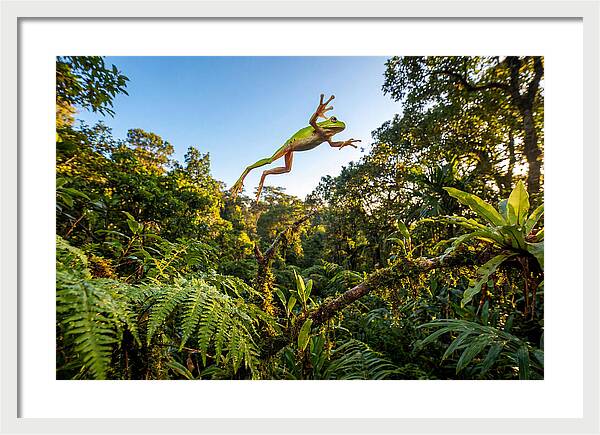 Vibrant Leap Of The Red Eyed Tree Frog