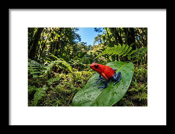 Vibrant Life Of The Poison Dart Frog