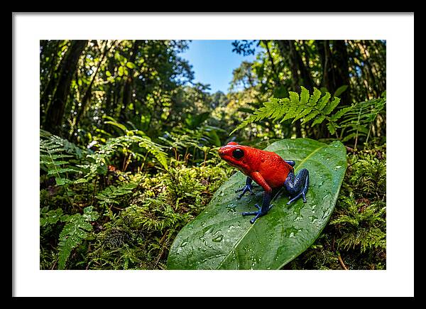 Vibrant Life Of The Poison Dart Frog