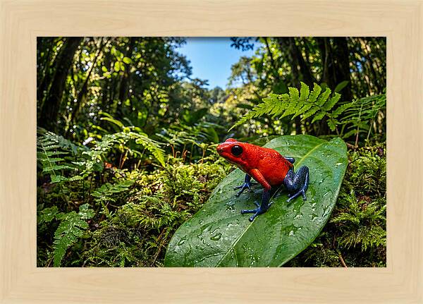 Vibrant Life Of The Poison Dart Frog