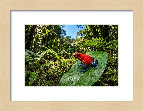 Vibrant Life Of The Poison Dart Frog