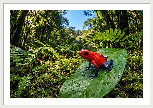 Vibrant Life Of The Poison Dart Frog