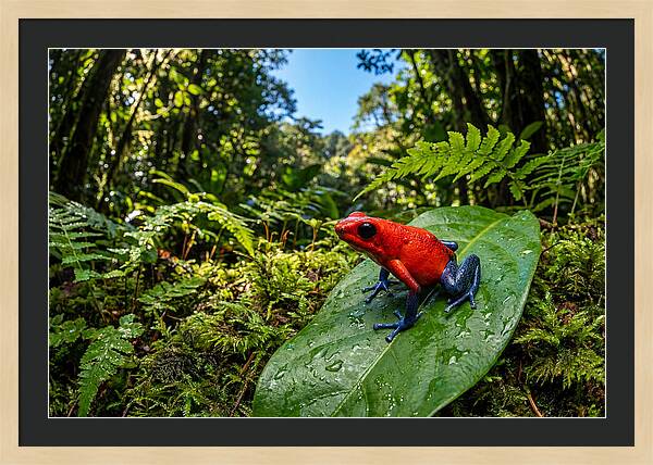 Vibrant Life Of The Poison Dart Frog