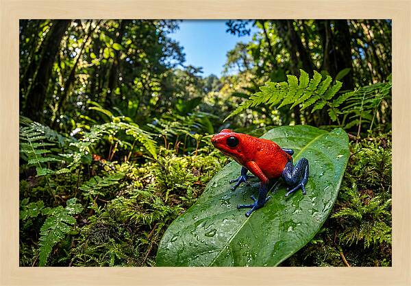 Vibrant Life Of The Poison Dart Frog