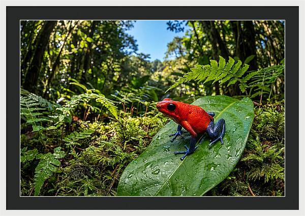 Vibrant Life Of The Poison Dart Frog