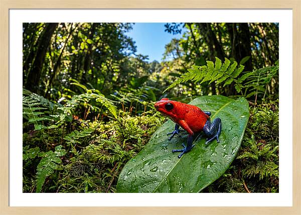 Vibrant Life Of The Poison Dart Frog
