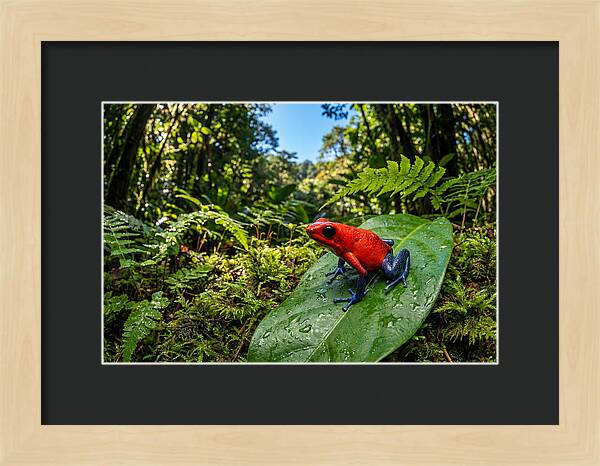 Vibrant Life Of The Poison Dart Frog