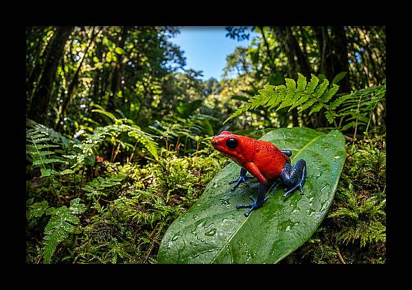 Vibrant Life Of The Poison Dart Frog