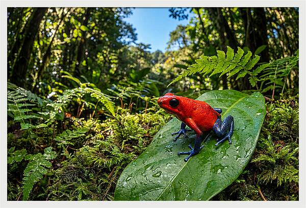 Vibrant Life Of The Poison Dart Frog