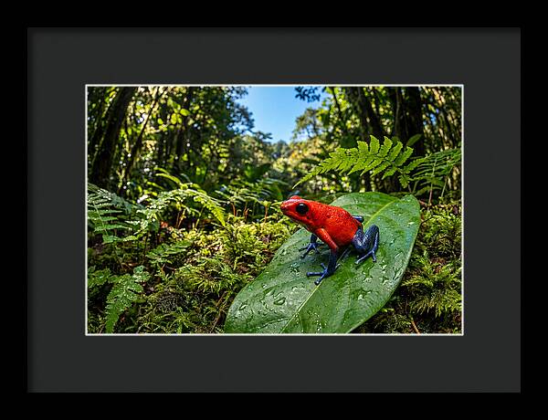 Vibrant Life Of The Poison Dart Frog
