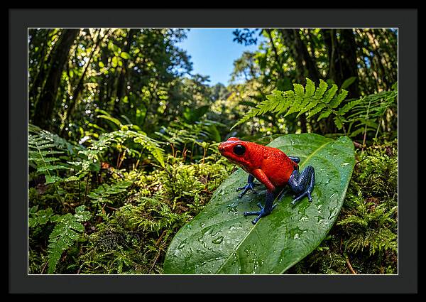 Vibrant Life Of The Poison Dart Frog
