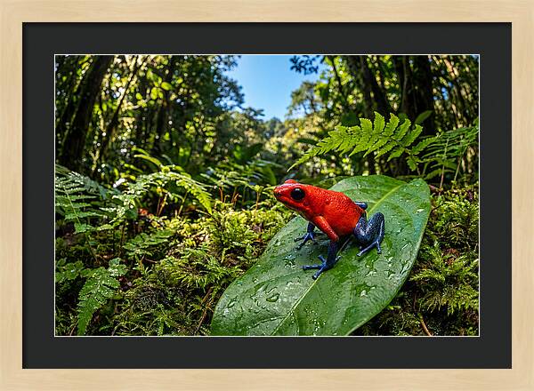 Vibrant Life Of The Poison Dart Frog