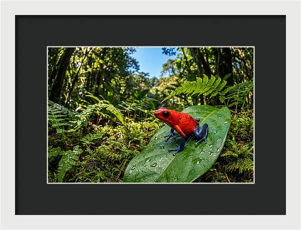 Vibrant Life Of The Poison Dart Frog