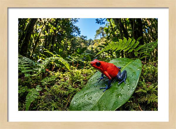 Vibrant Life Of The Poison Dart Frog