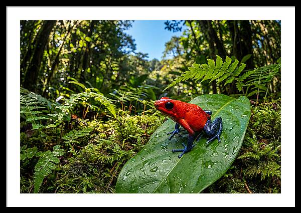 Vibrant Life Of The Poison Dart Frog