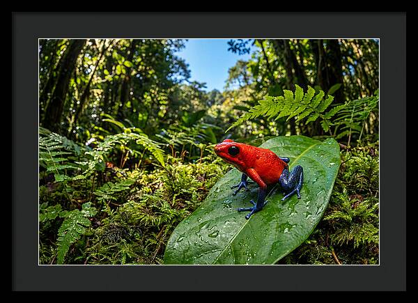 Vibrant Life Of The Poison Dart Frog