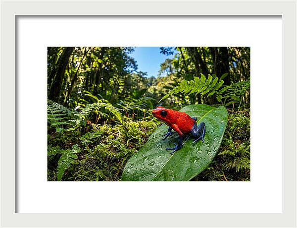 Vibrant Life Of The Poison Dart Frog
