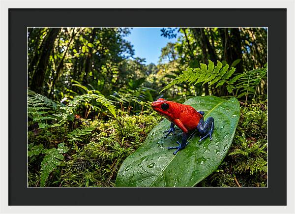 Vibrant Life Of The Poison Dart Frog