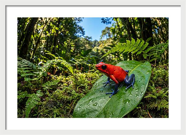 Vibrant Life Of The Poison Dart Frog