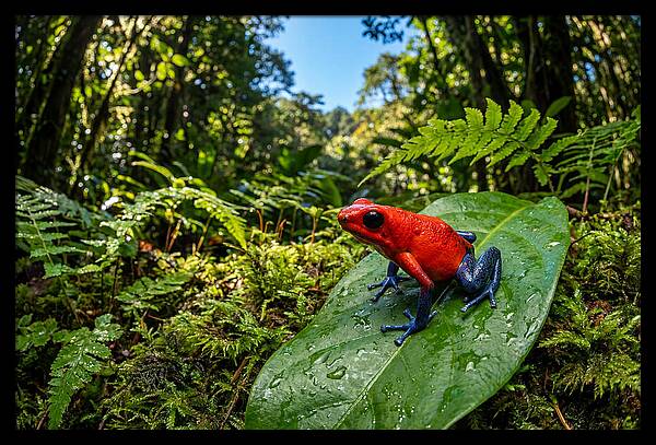 Vibrant Life Of The Poison Dart Frog