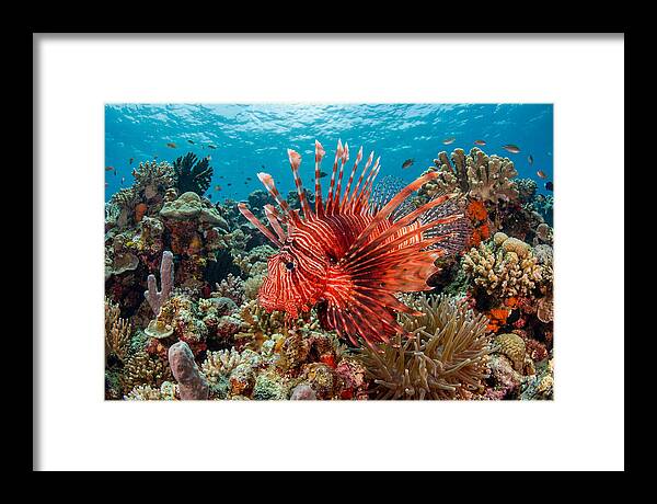Vibrant Lionfish Among Coral