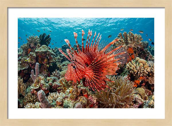 Vibrant Lionfish Among Coral