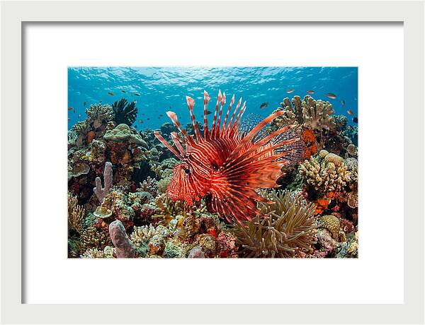 Vibrant Lionfish Among Coral