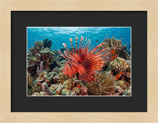 Vibrant Lionfish Among Coral