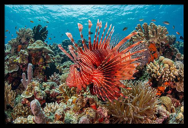 Vibrant Lionfish Among Coral