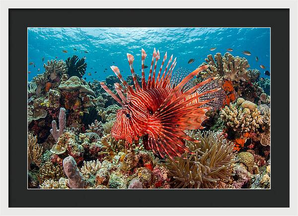 Vibrant Lionfish Among Coral