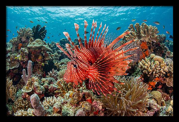 Vibrant Lionfish Among Coral