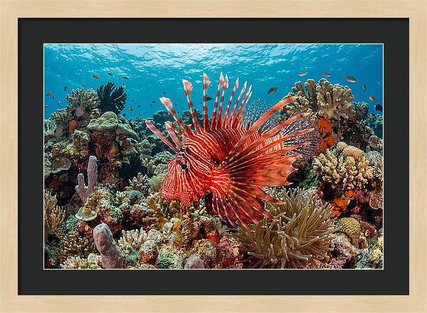 Vibrant Lionfish Among Coral