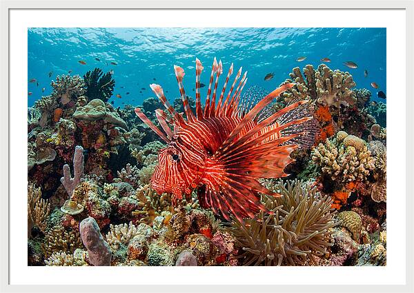 Vibrant Lionfish Among Coral