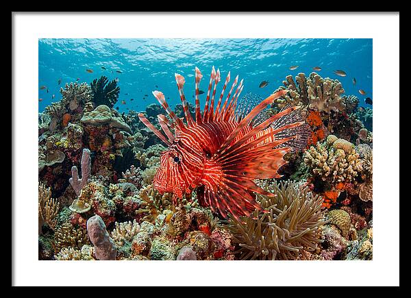 Vibrant Lionfish Among Coral