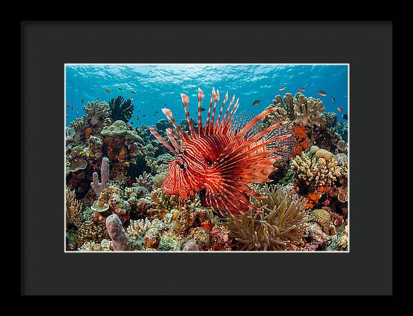 Vibrant Lionfish Among Coral